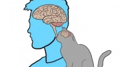 Мемориски мачки и мачки